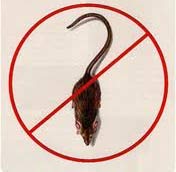 rodent